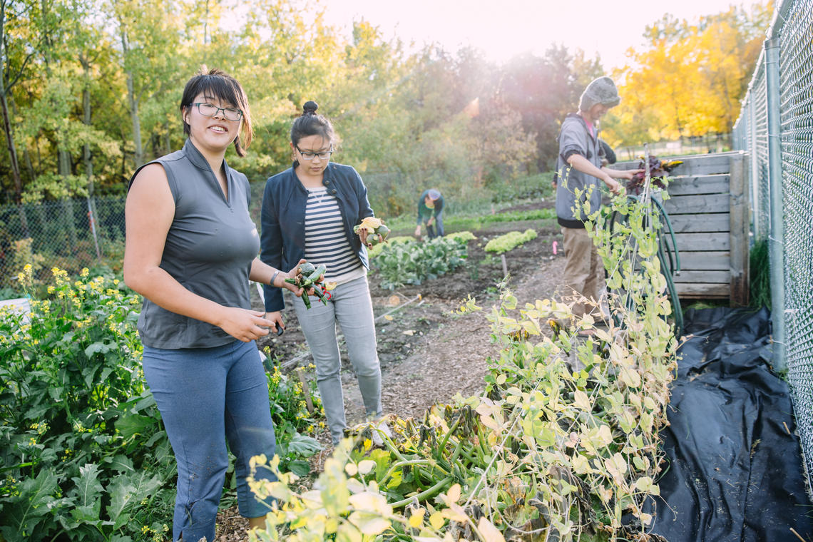 April Jang (left), acting president of the community garden club and a peer helper at the Office of Sustainability, collects fresh zucchini for a Thursgarden dinner alongside other Community Garden Club members.