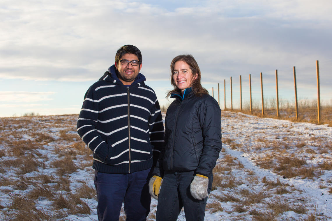 Faculty of Veterinary Medicine associate professor Susan Kutz and PhD student Pratap Kafle study the effect of warming Arctic temperatures on host-parasite interactions in muskoxen, reindeer and caribou.