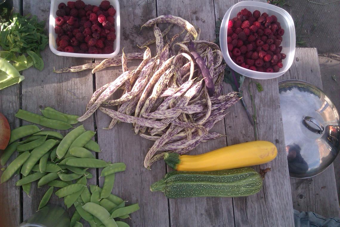 An assortment of fruits and vegetables grown in the Campus Community Garden. 