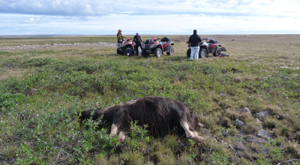 Researchers investigate the death of a muskox on Victoria Island in 2011.
