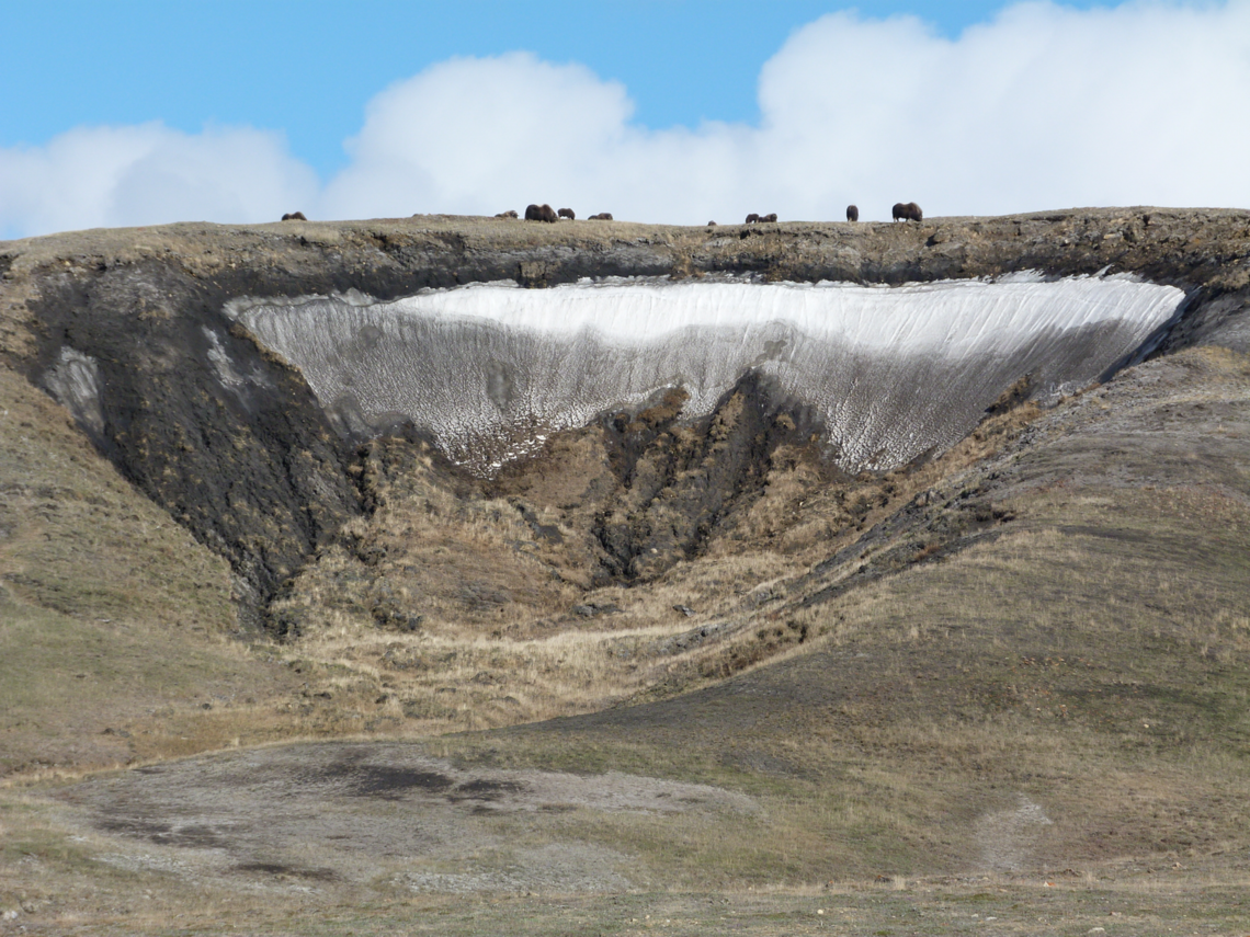Muskoxen graze at the edge of a permafrost thaw slump.