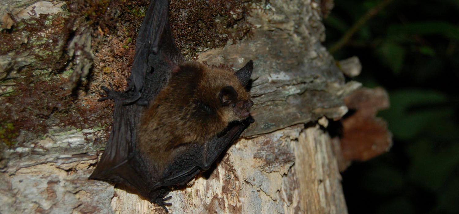 A Northern long-eared bat.  Photo courtesy Jordi Segers, CWHC