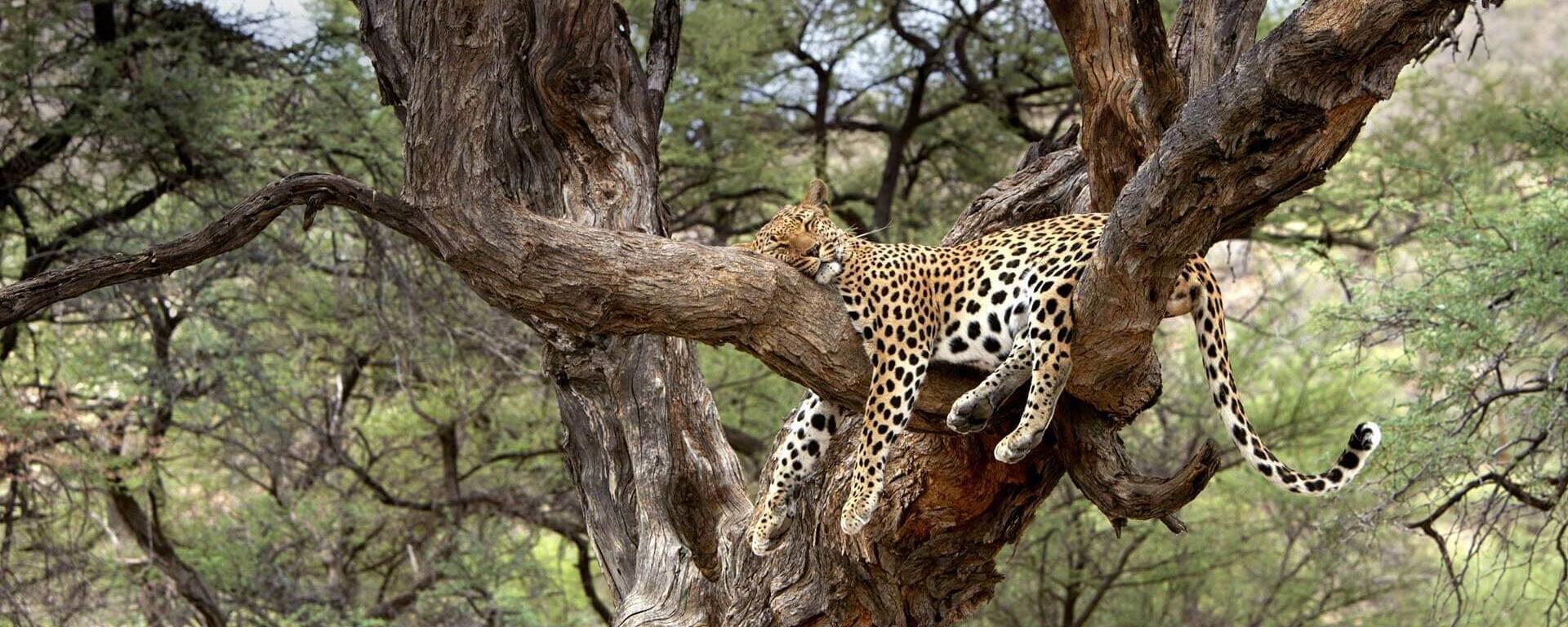 Leopard Nap