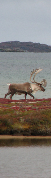 Caribou Picture