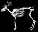 Skeleton