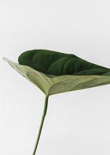 Leaf image