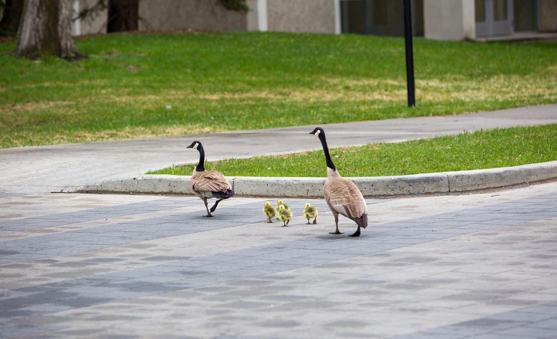 ducks-on-campus