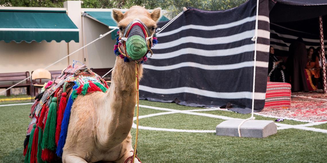 UCQ-Camel