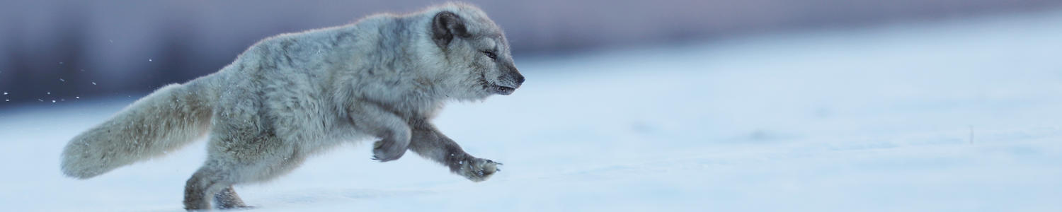Arctic fox playing in snow