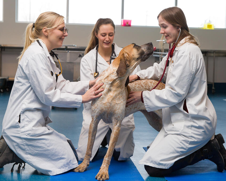 Faculty of Veterinary Medicine | Giving | University of Calgary