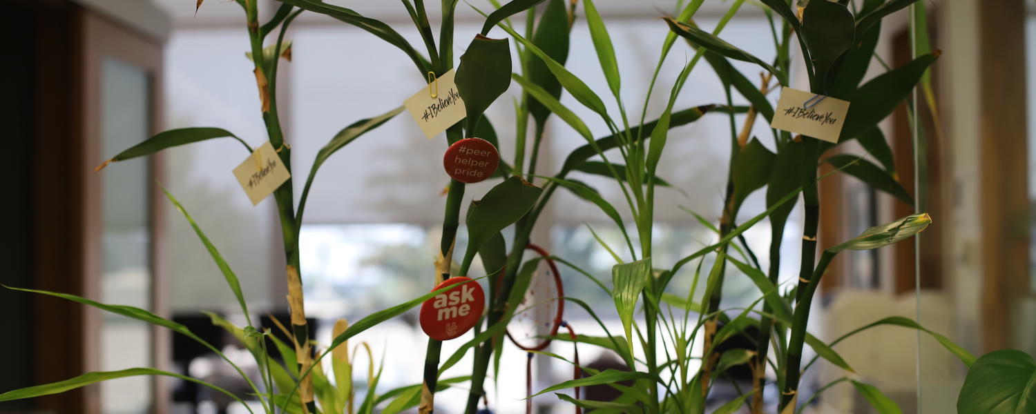 image of buttons decorating a bamboo plant