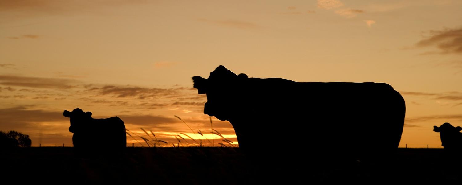 Cow silhouettes in a sunset