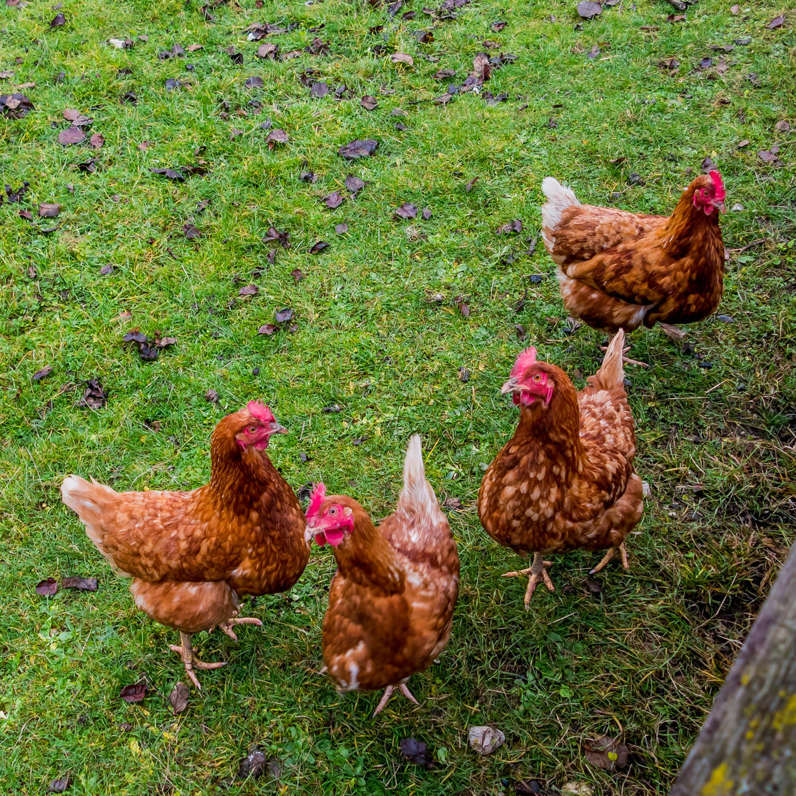 Four brown chickens pictured from above on green grass