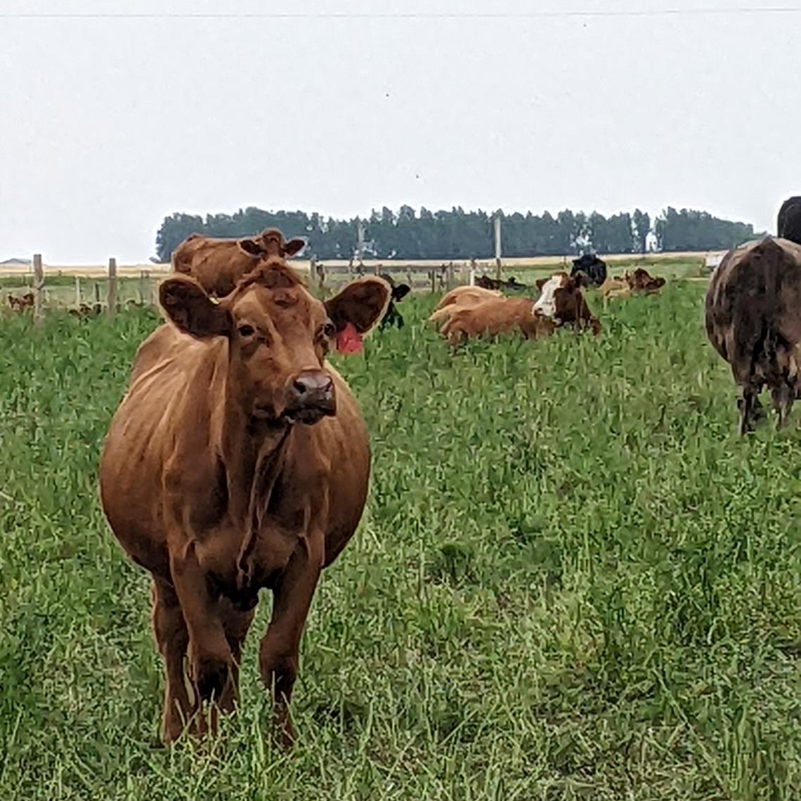 Brown cow in green field with other cows on overcast day