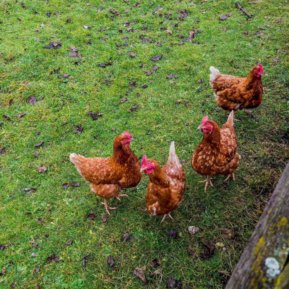 Four brown chickens standing on green ground near a fence