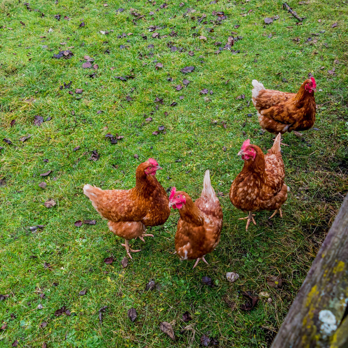 four red chickens standing on green grass near a wooden fence