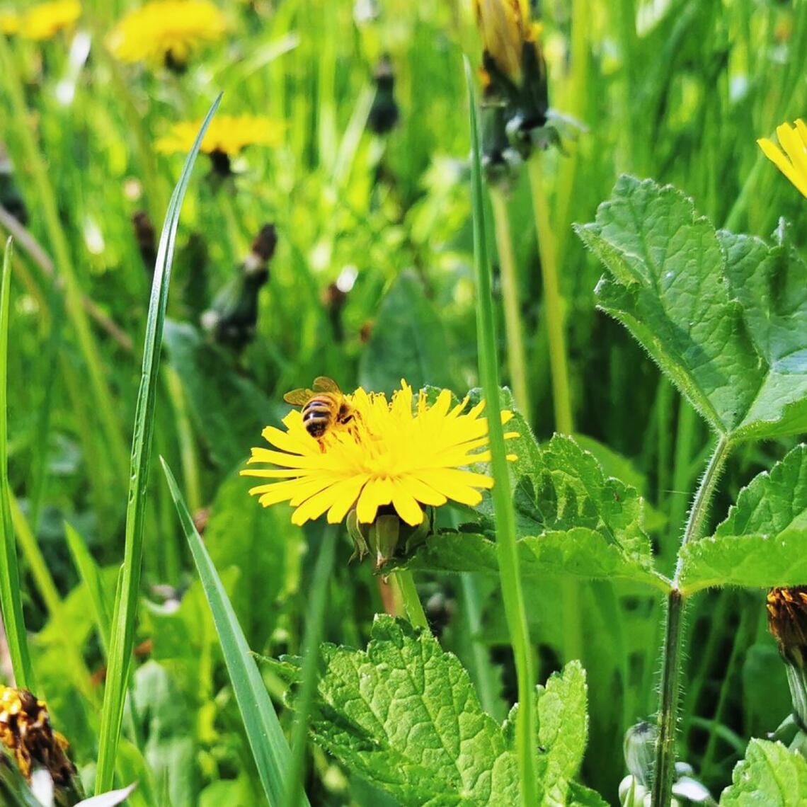 Close up of bee sitting on dandelion flower in field of grass