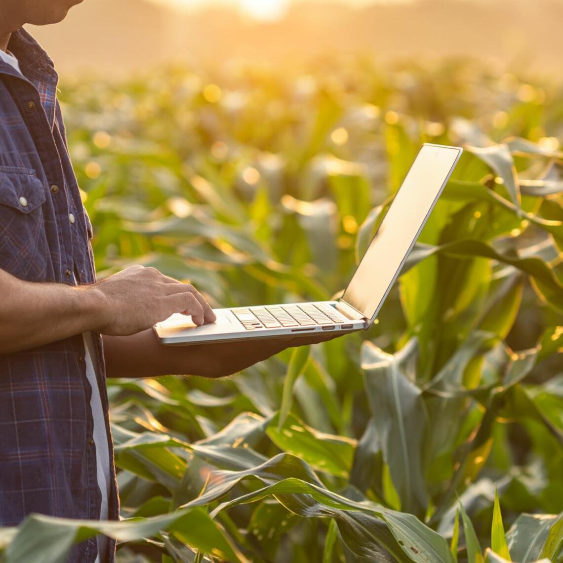 person in blue shirt in side profile looking at laptop screen while standing in field of corn