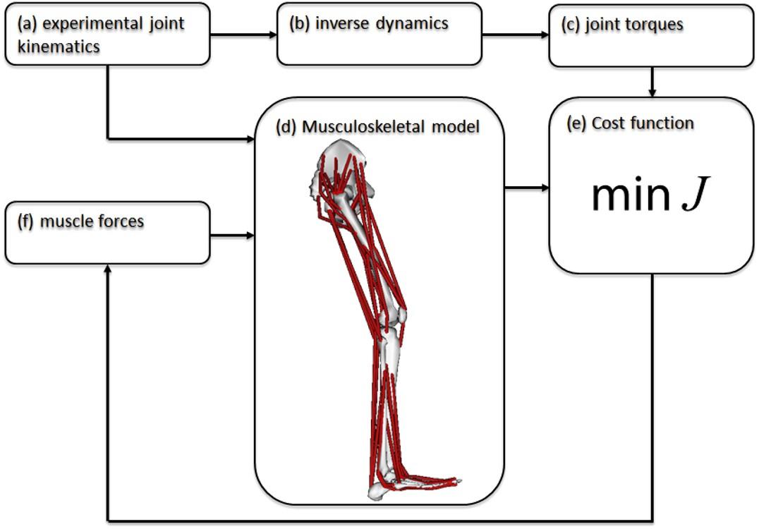 Musculoskeletal Modeling