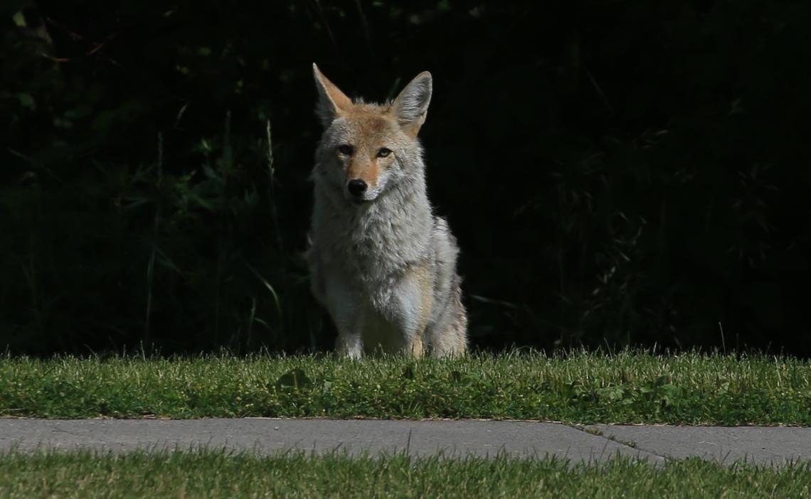 coyote spotted near campus