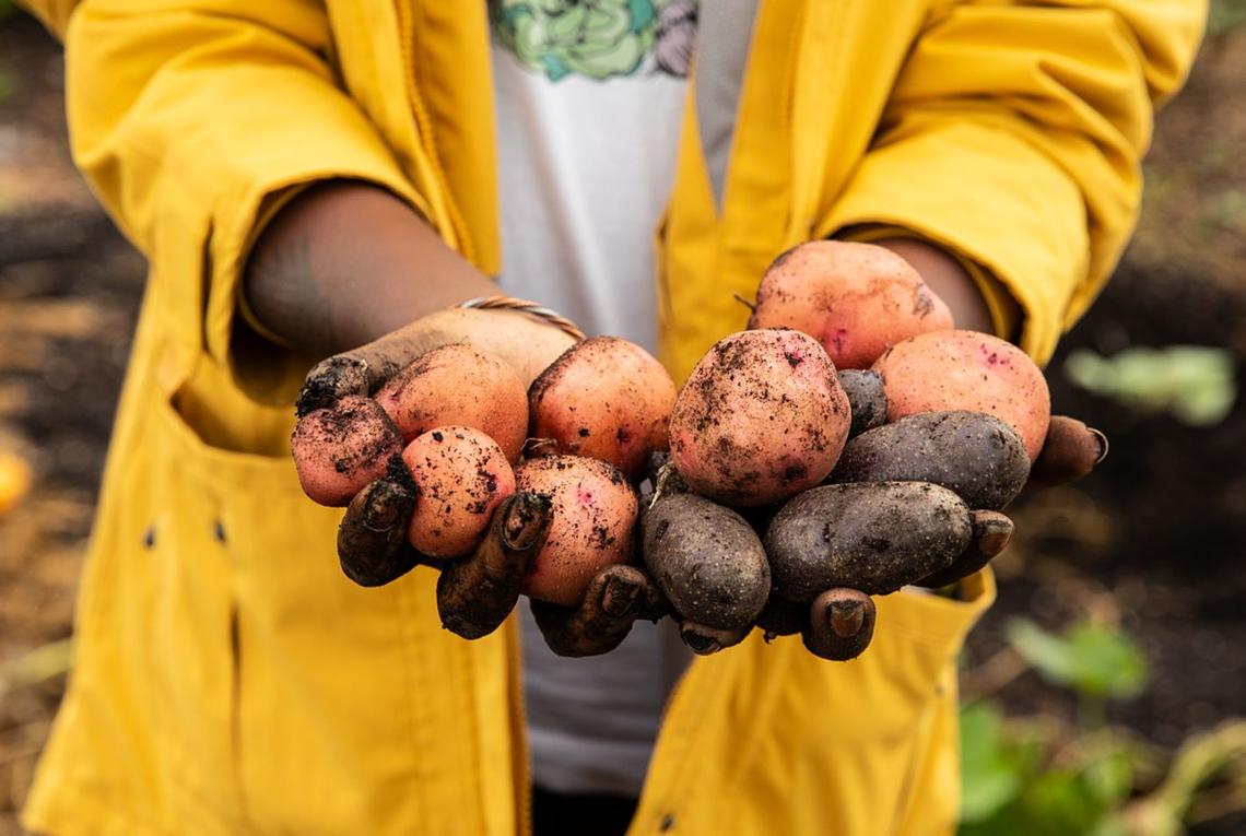 Person wearing yellow jacket holding garden potatoes
