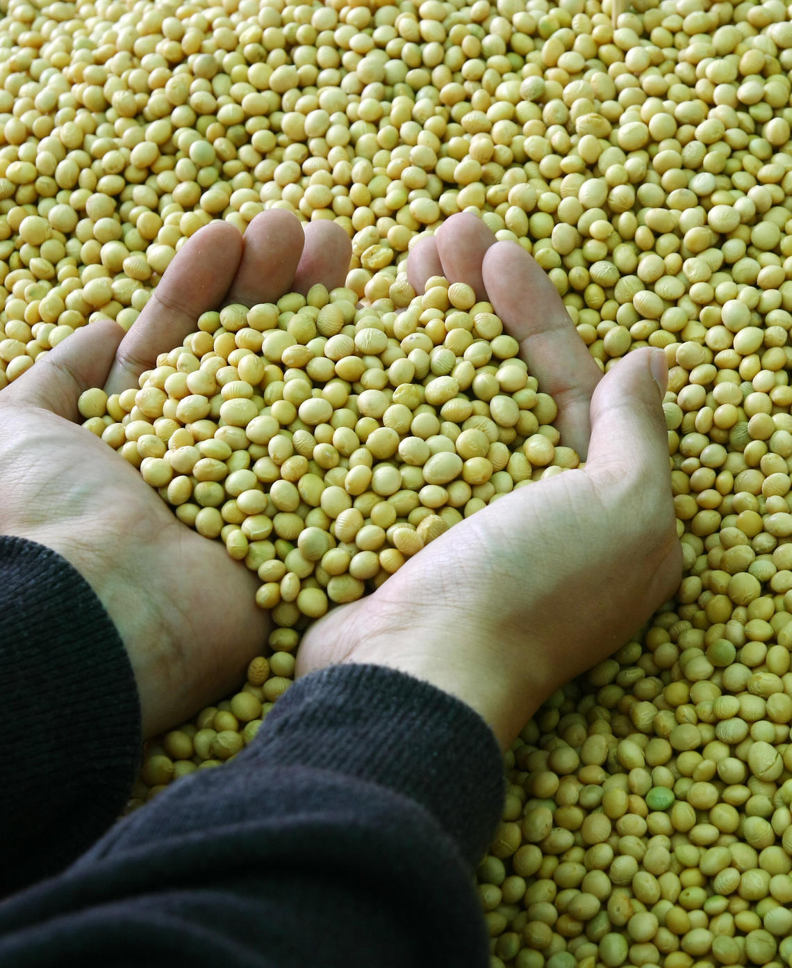Two hands scooping yellow soy beans from pile