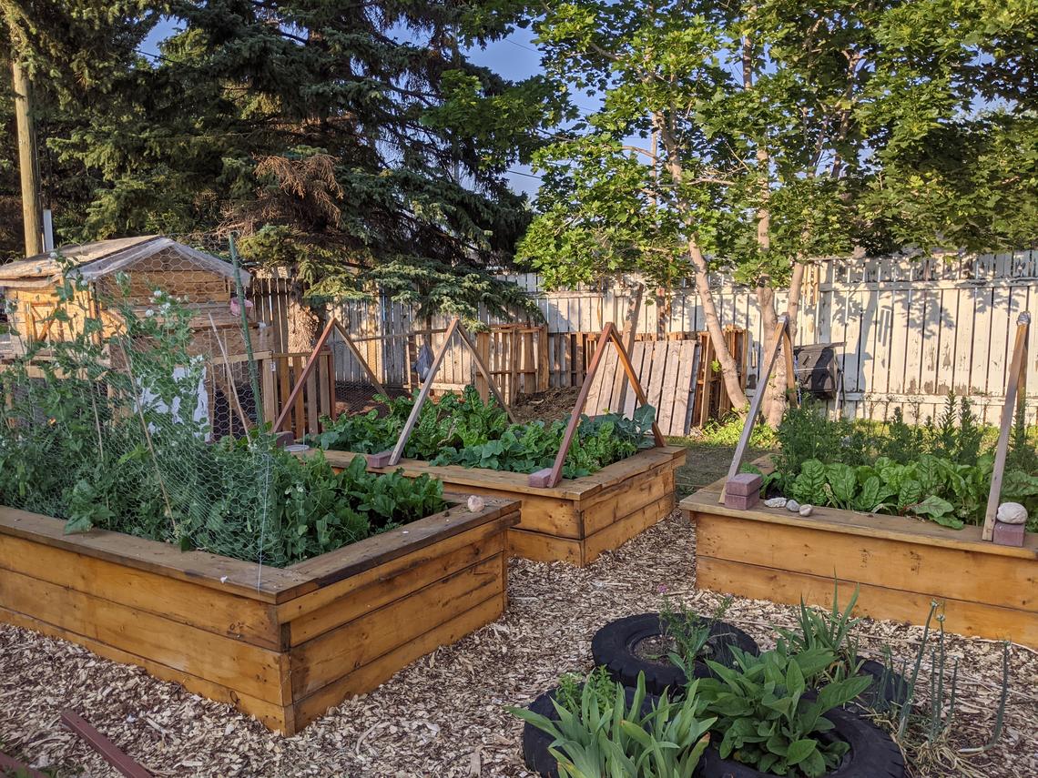 Three raised garden beds made of wood filled with green vegetables
