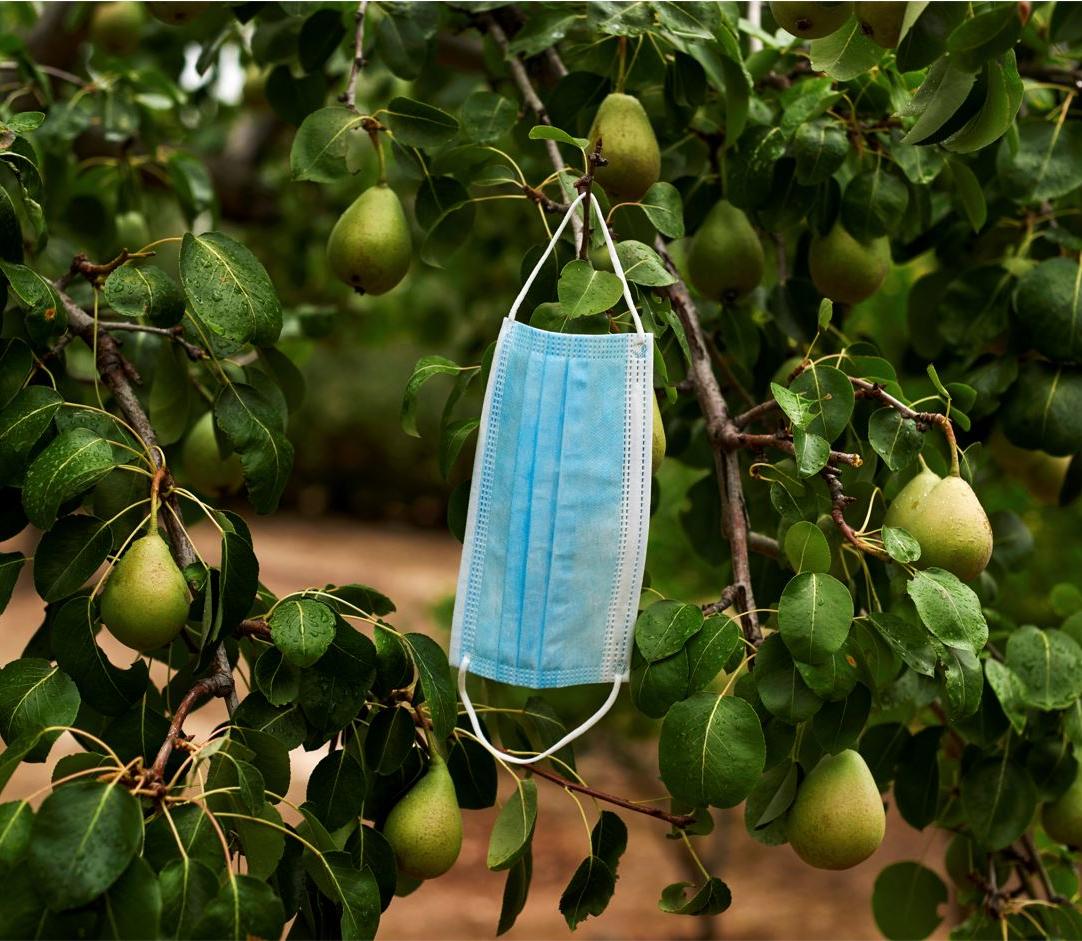 Close up of a pear tree full of leaves and fruit with one blue disposable mask hanging from a center branch