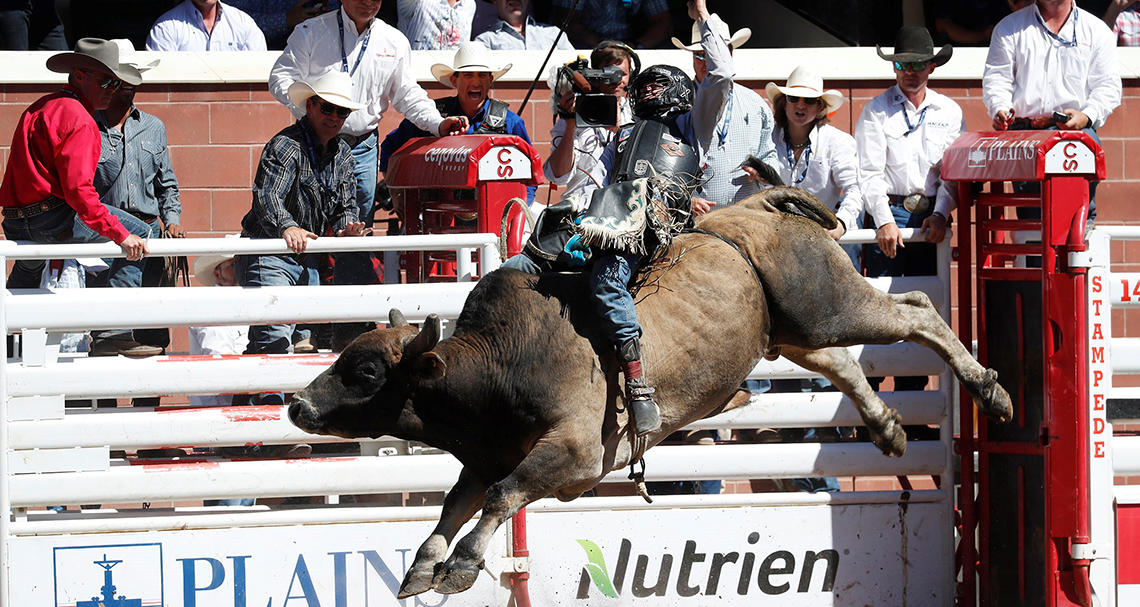 How do bucking bulls really feel about rodeos?