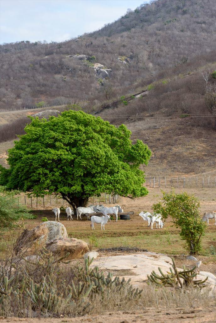 mountainside landscape of dark brush with large green tree and white cattle in the foreground