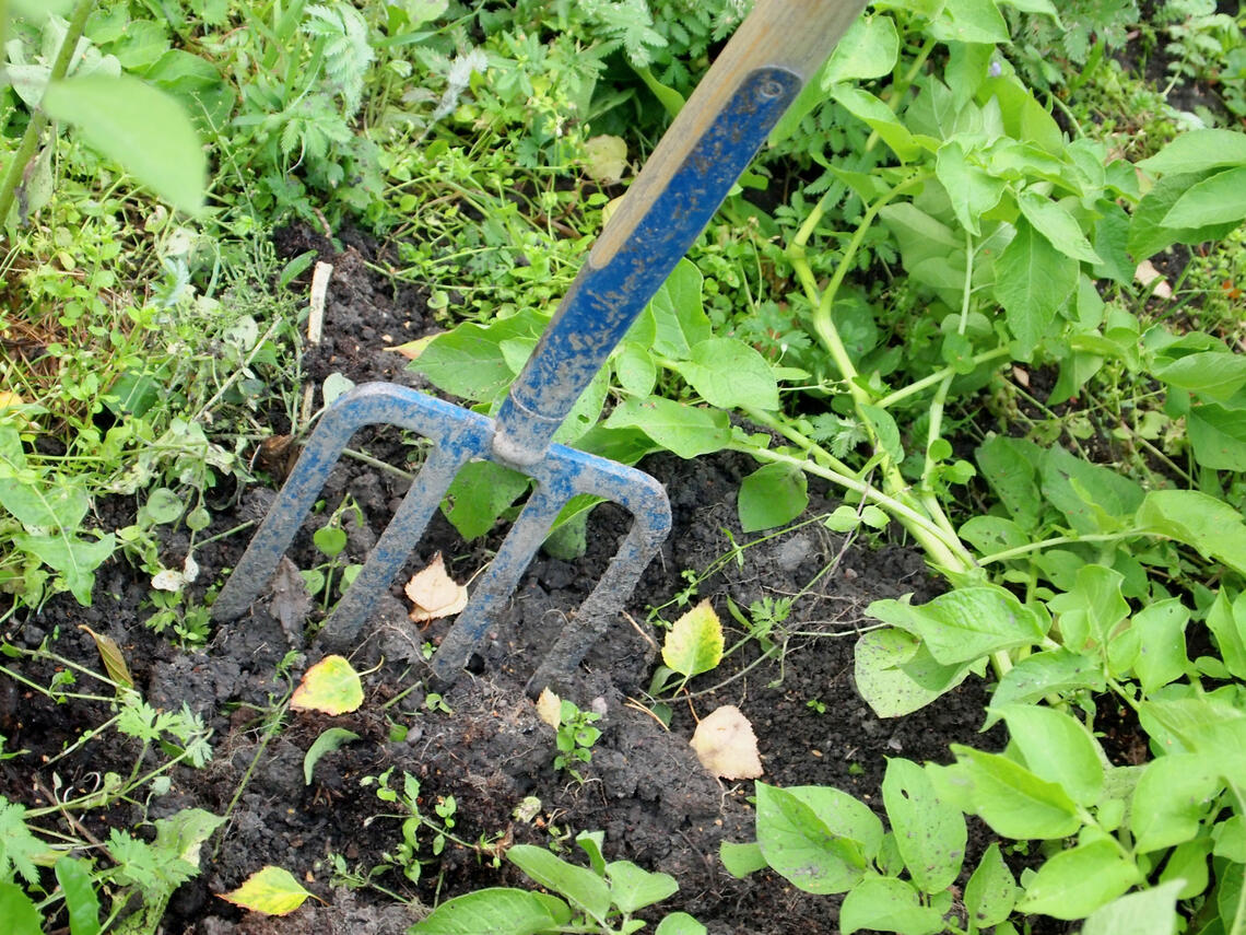A garden fork used for cultivating cropis in the field