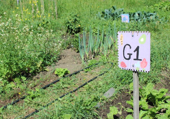 Decorative image showing garden plots in University of Calgary's Community Garden