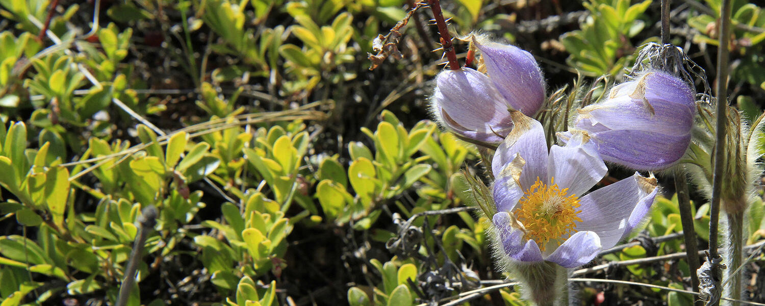 Prairie Crocus, Prairie Pasque Flower (ii’ taa’poh’to’p Indigenous UCalgary) 