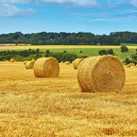 Bales of hay in field