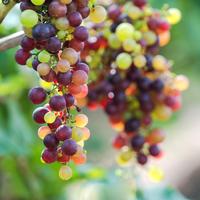 Cluster of grapes in vineyard