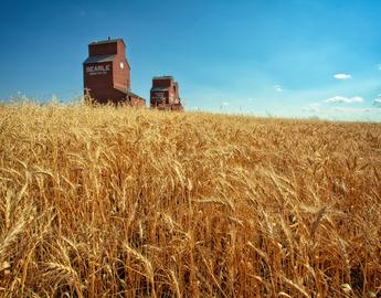 Wheat fields and grain silos outside Rowley, Alberta.
