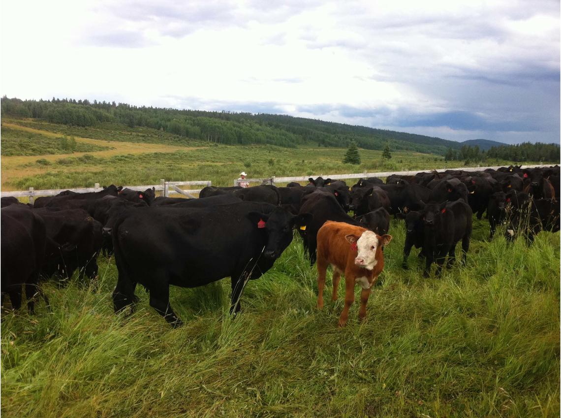 The $44-million, 1,000-head cattle operation is the largest ranch donation gift (monetary) in North America and the largest gift of ranch acres to a university in Canada.  