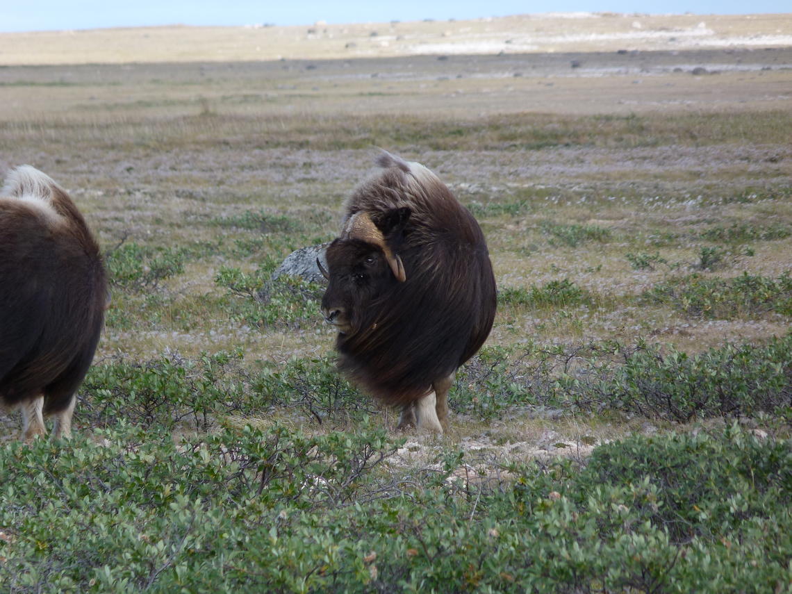A musk ox during the summer on the tundra on Victoria Island.