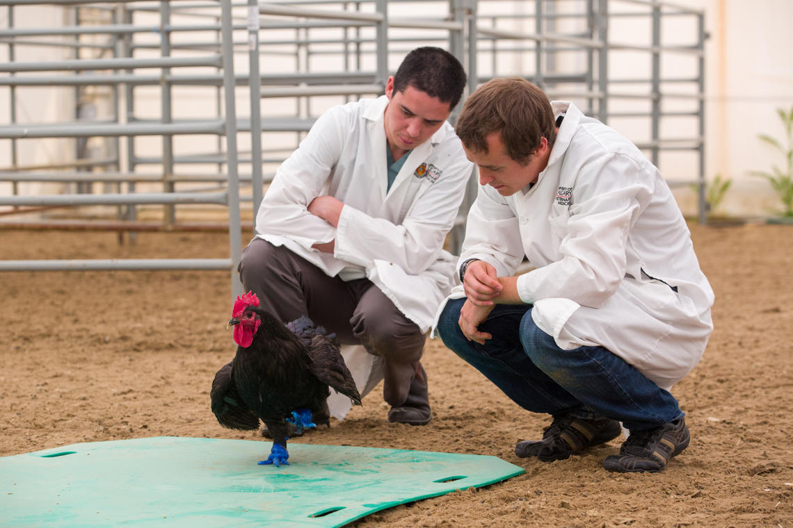 Daniel Pang, assistant professor at the Faculty of Veterinary Medicine at the University of Calgary, and Douglas Kondro, an undergrad at the Schulich School of Engineering, collaborated across science disciplines to create new feet for the rooster.