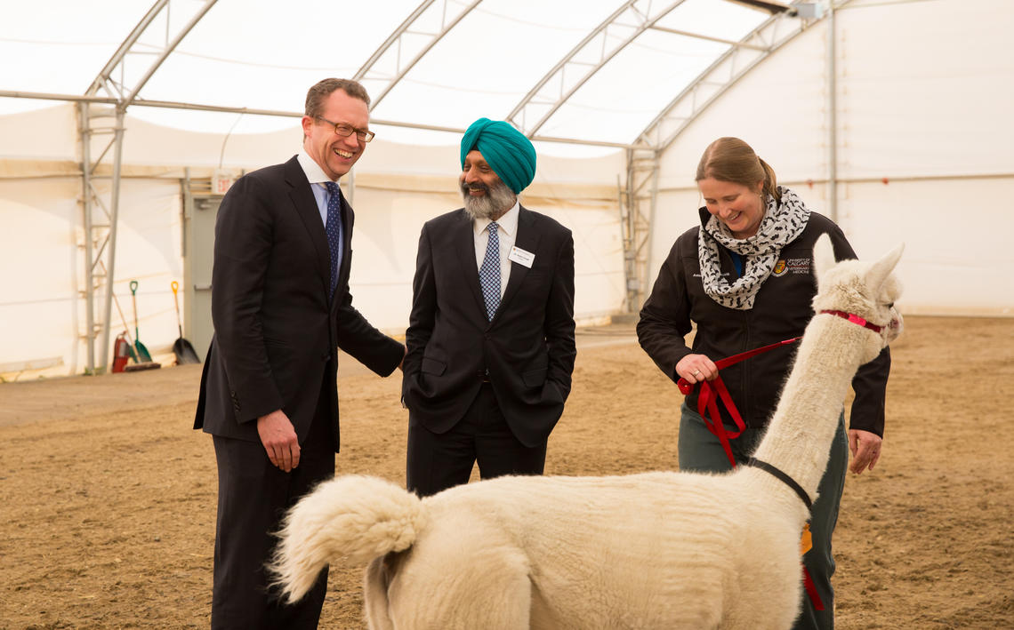 Minister Schmidt meets Dallas the alpaca while touring UCVM's Spyhill campus, with Dean Singh and Dr. Ashley Whitehead.