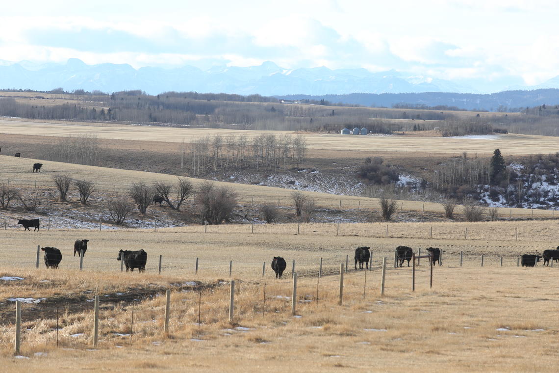 The $44-million, 1,000-head working ranch offers incredible opportunities for teaching future veterinarians about beef cattle production and health. 