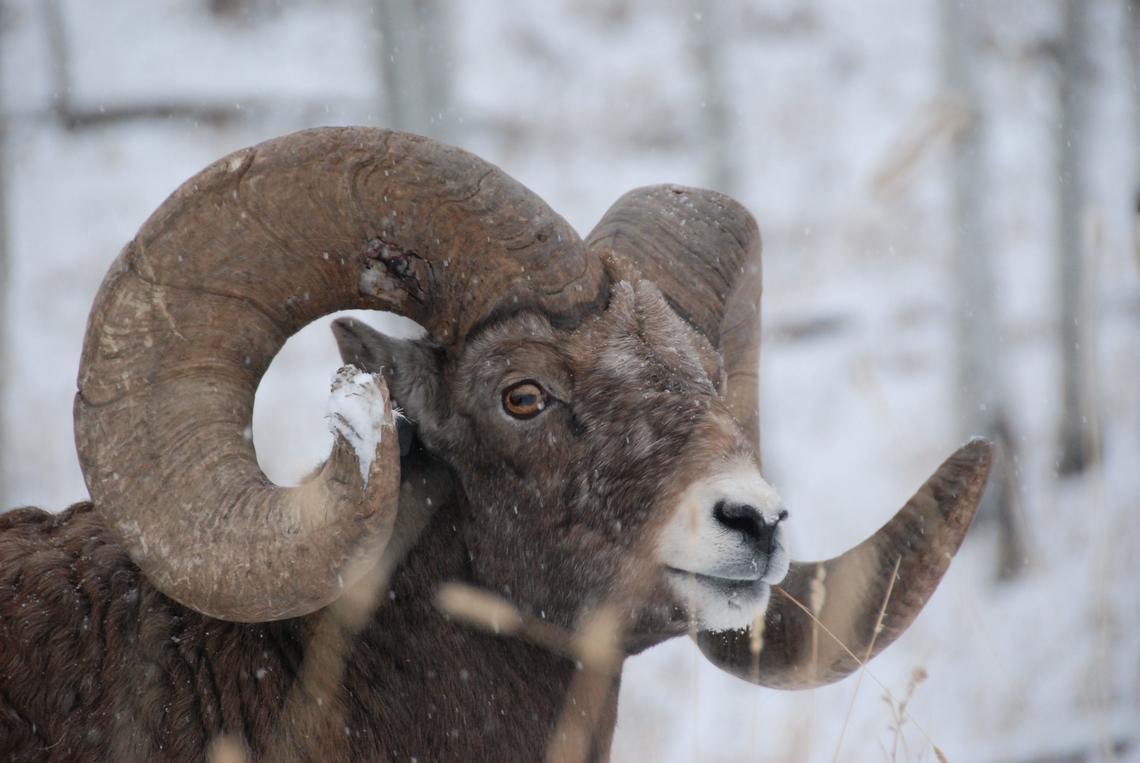 In 2008, poachers within the Sheep River Provincial Park recognized the animal’s potential as a trophy and shot him, missing his skull by mere inches.