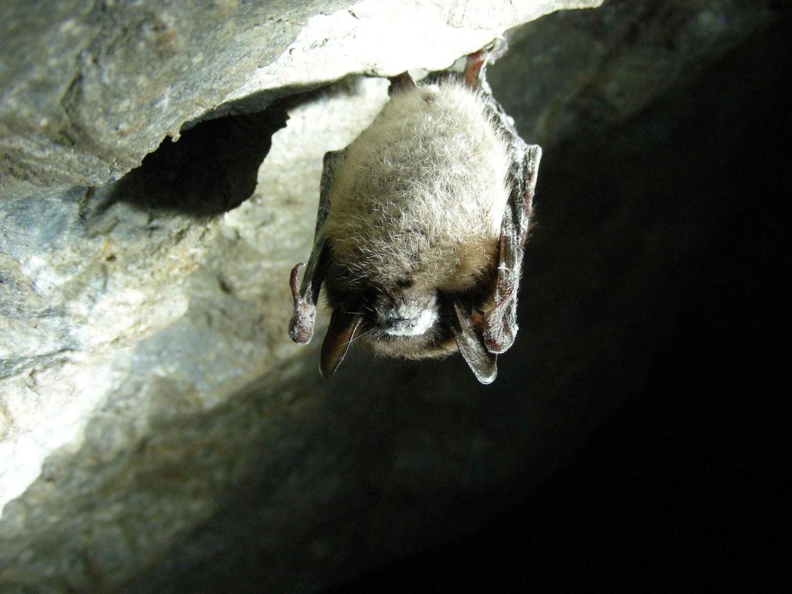 Hibernating bat with white fuzz around its muzzle, indicative of white-nose syndrome infection. 