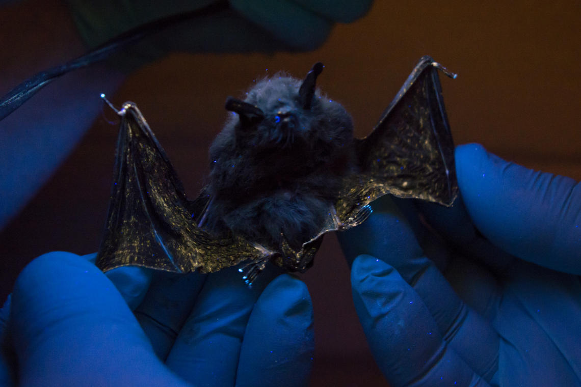 A bat with white-nose syndrome being examined under UV lighting.