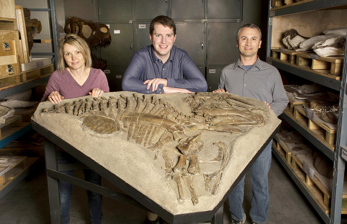 Skeleton of a duck-billed dinosaur Prosaurolophus in collections at Royal Tyrrell Museum, that was found in ancient oceanic sediments. Researchers Eamon Drysdale, centre, François Therrien, right, and Darla Zelenitsky.