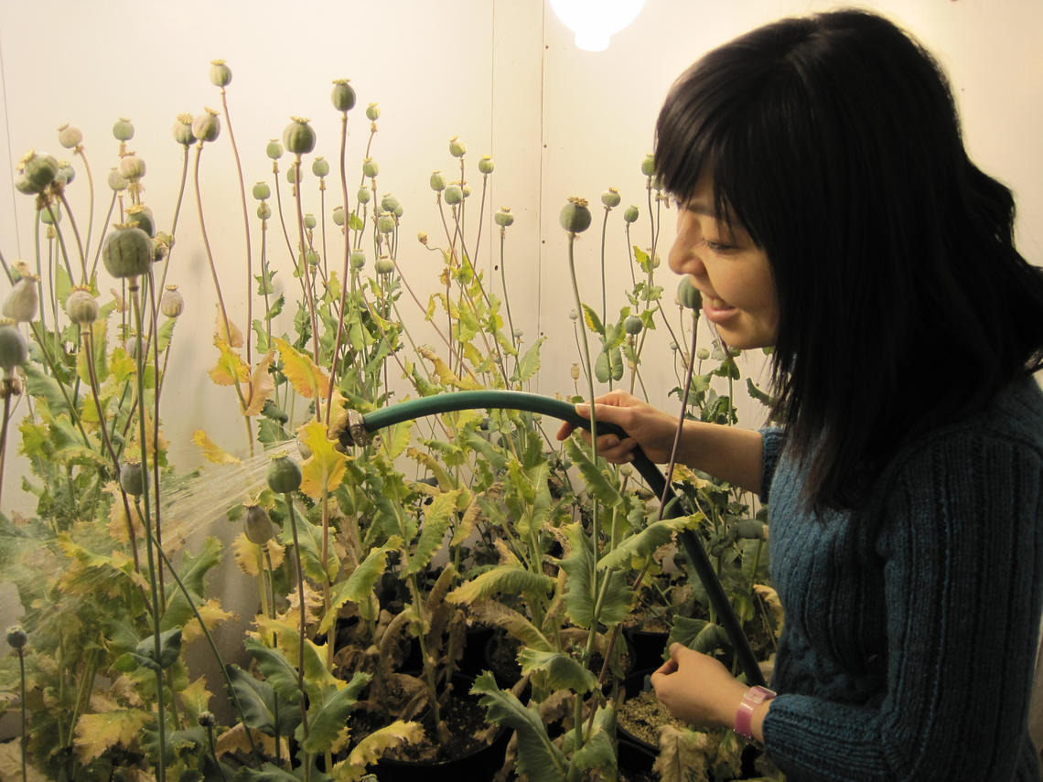 Thuy Dang, a recent PhD graduate working in the Facchini lab, was the lead author on the recent study published in Nature Chemical Biology. The study examined how the opium poppy makes the compound noscapine.