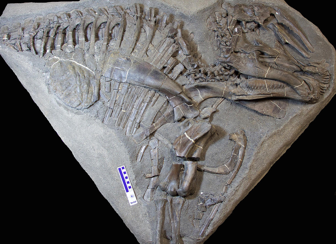 Front half of the skeleton of a juvenile Prosaurolophus dinosaur.