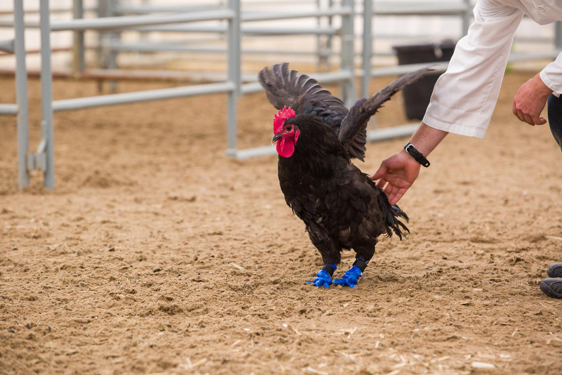 3D-printed feet allow Foghorn the rooster to walk again