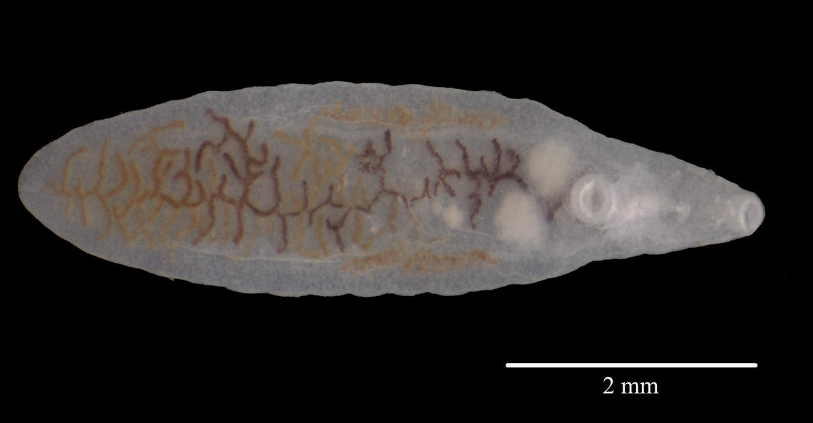 Adult D. dendriticum worm that lives in the bile ducts of cattle, sheep, elk, and deer. 