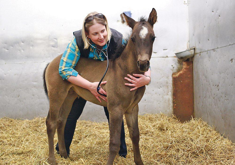 Ashley Whitehead examines a foal at Moore Equine.